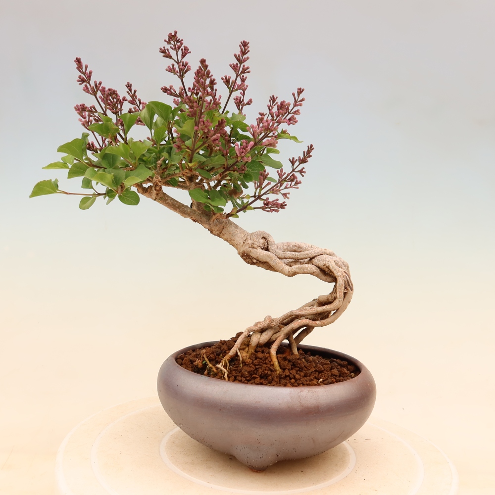 Venkovní  bonsai -  Syringa microphylla - malokvětý šeřík