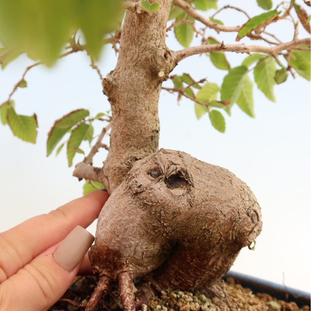 Venkovní bonsai -Carpinus CARPINOIDES - Habr korejský