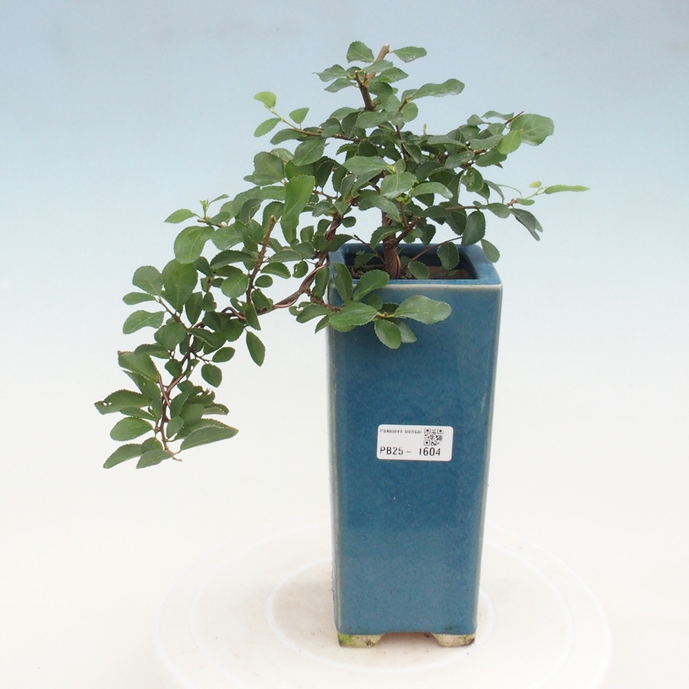 Pokojová bonsai - Grewia occidentalis - Hvězdice levandulová