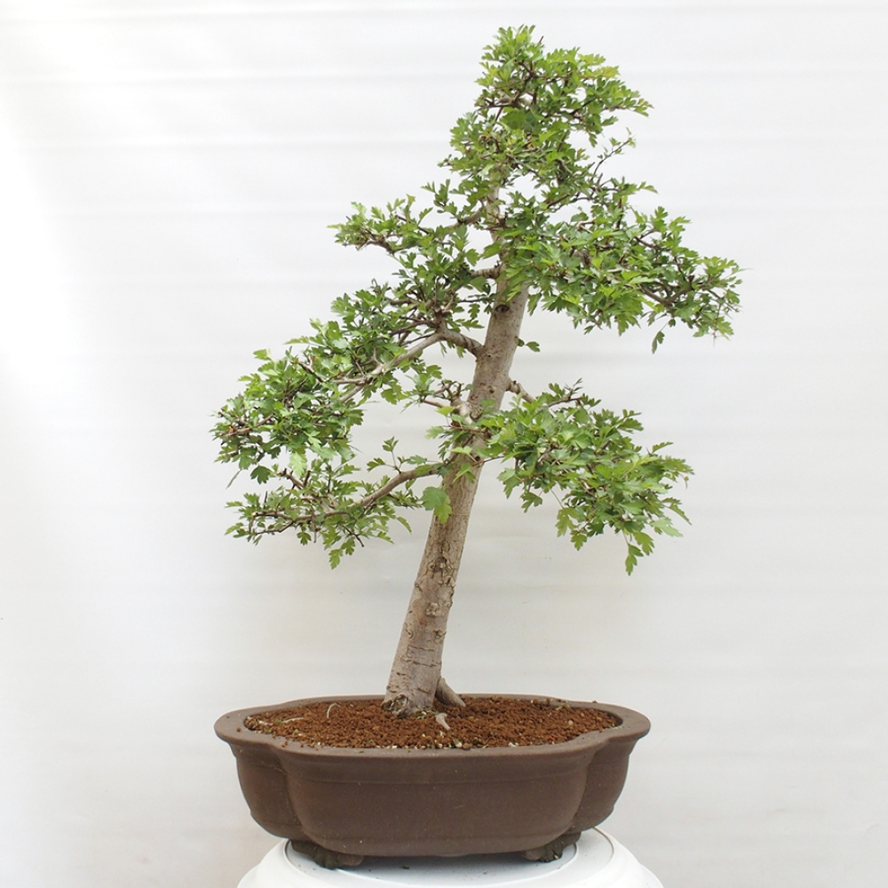 Venkovní bonsai - Hloh - Crataegus monogyna