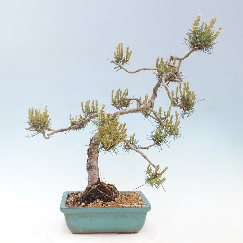 Venkovní bonsai - Pinus Sylvestris Watererri - Borovice lesní