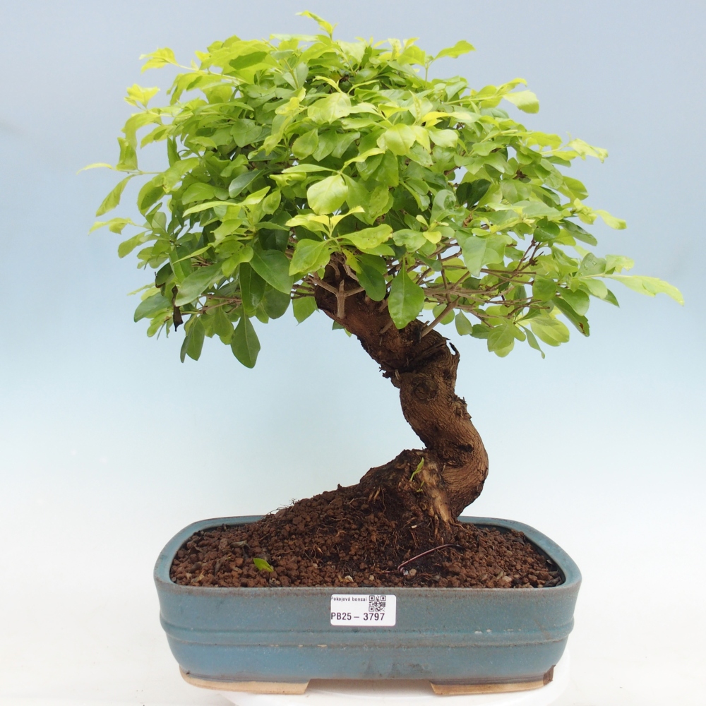 Pokojová bonsai - Duranta erecta Aurea - POUZE OSOBNÍ ODBĚR nebo paletová přeprava