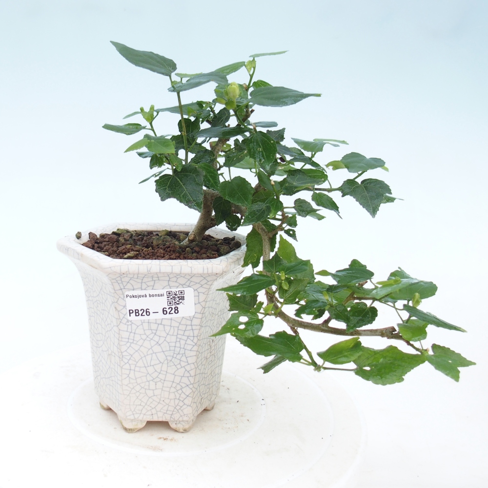 Pokojová bonsai - Malvaviscus arboreus - ibiškovec dřevnatý