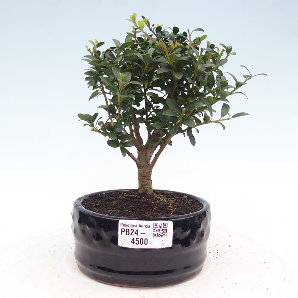 Pokojová bonsai - Ilex crenata - Cesmína