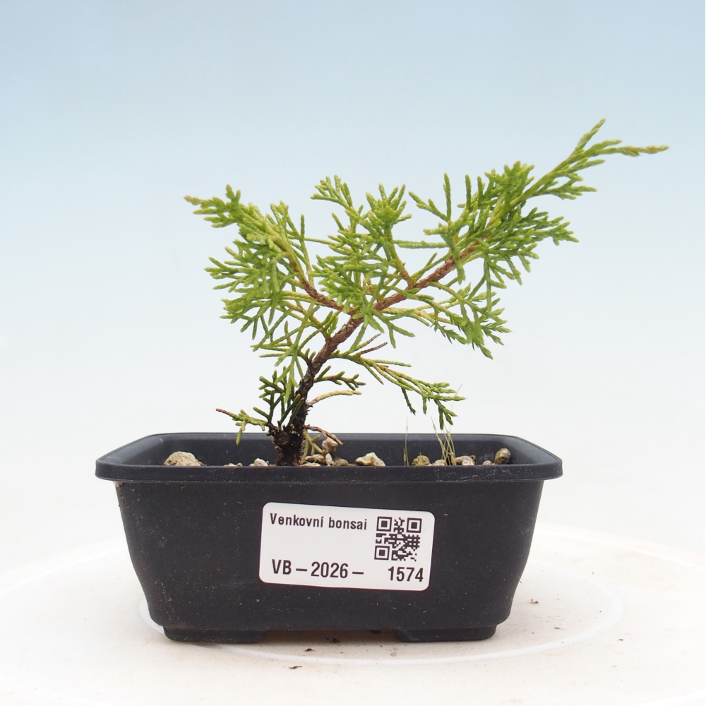 Venkovní bonsai - Juniperus chinensis Itoigawa -Jalovec čínský