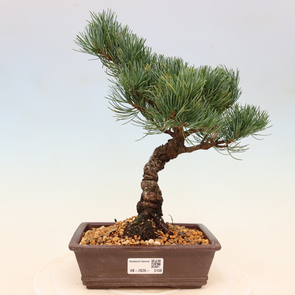 Venkovní bonsai - Pinus parviflora - Borovice drobnokvětá