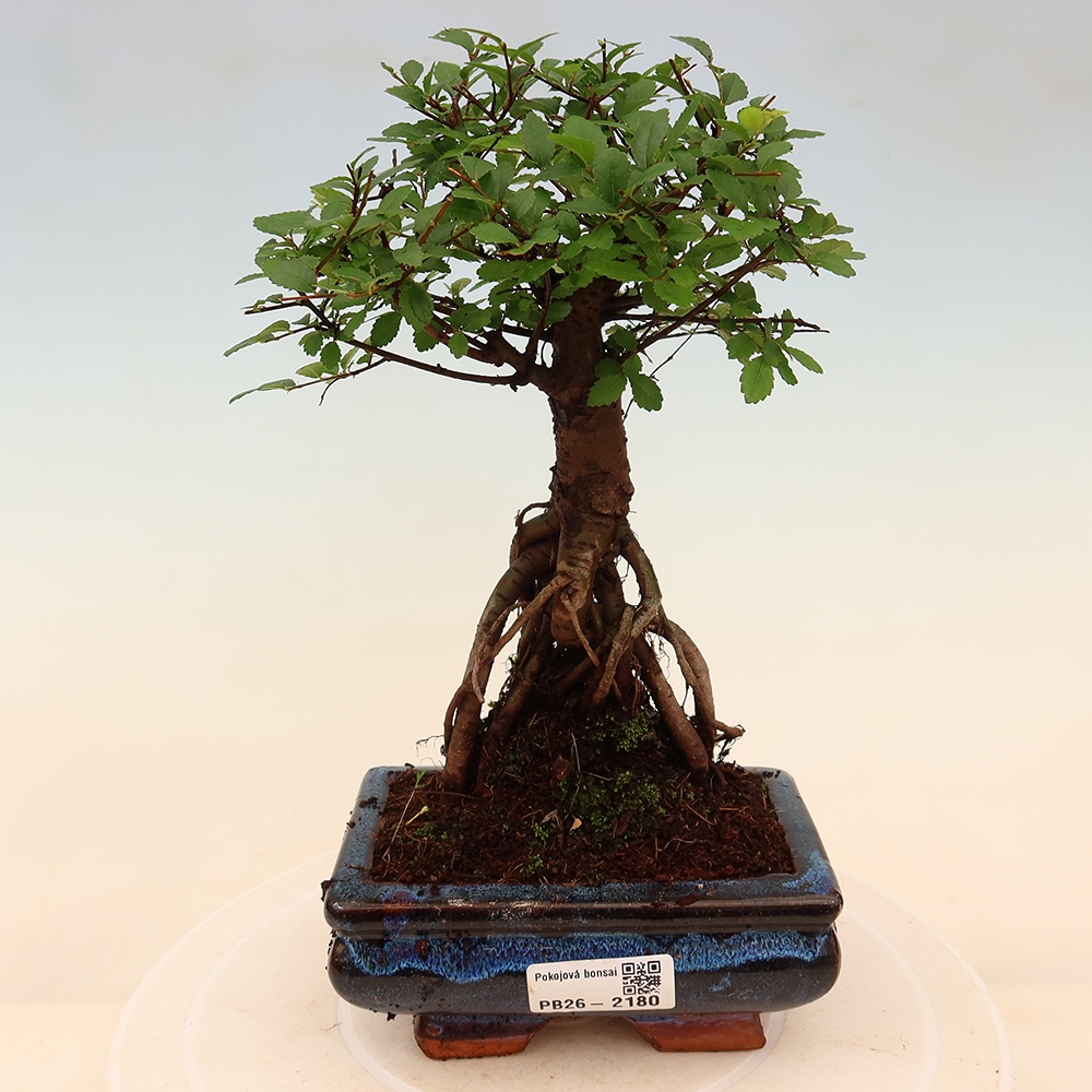 Pokojová bonsai - Ulmus parvifolia - Malolistý jilm