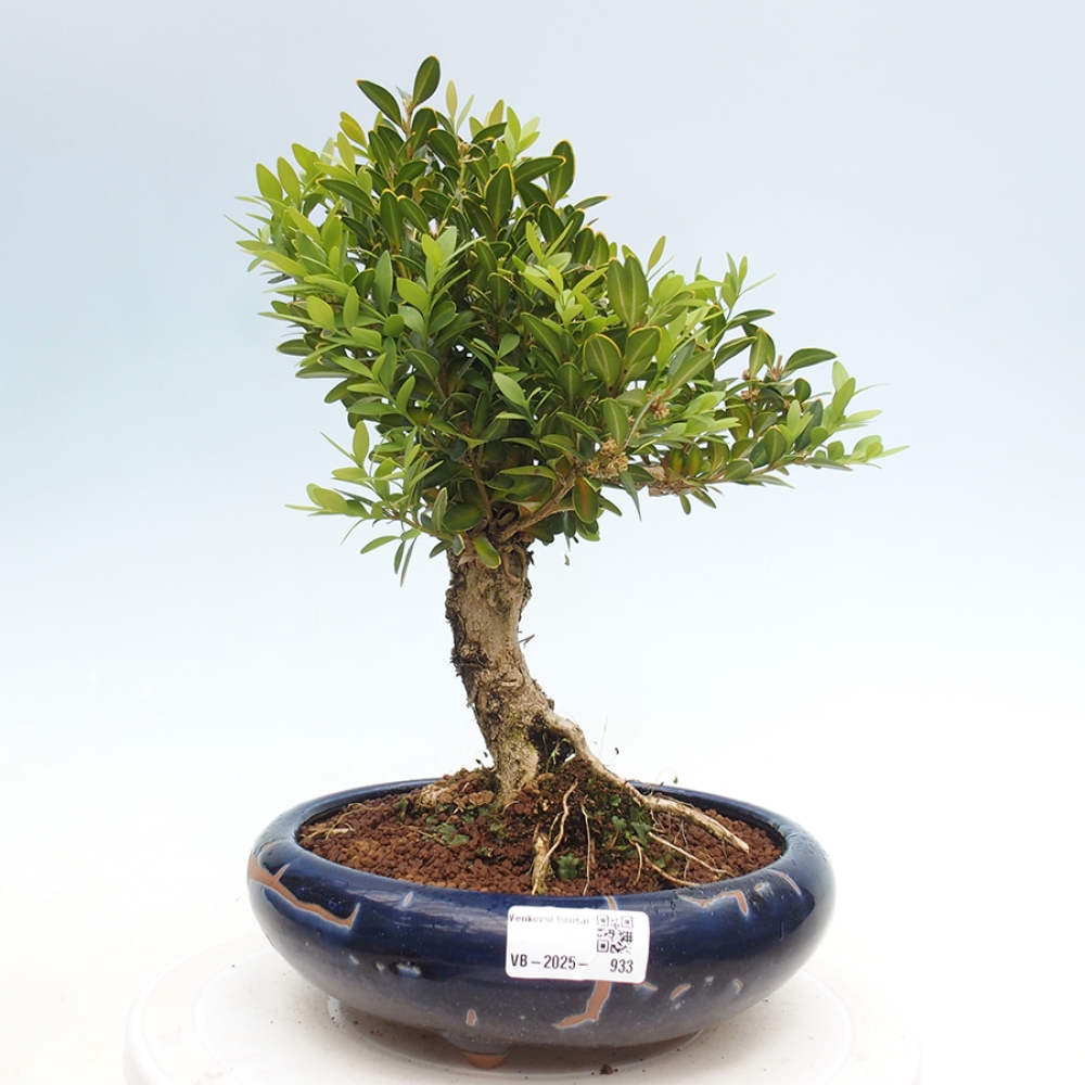 Venkovní bonsai - Buxus sempervirens - zimostráz