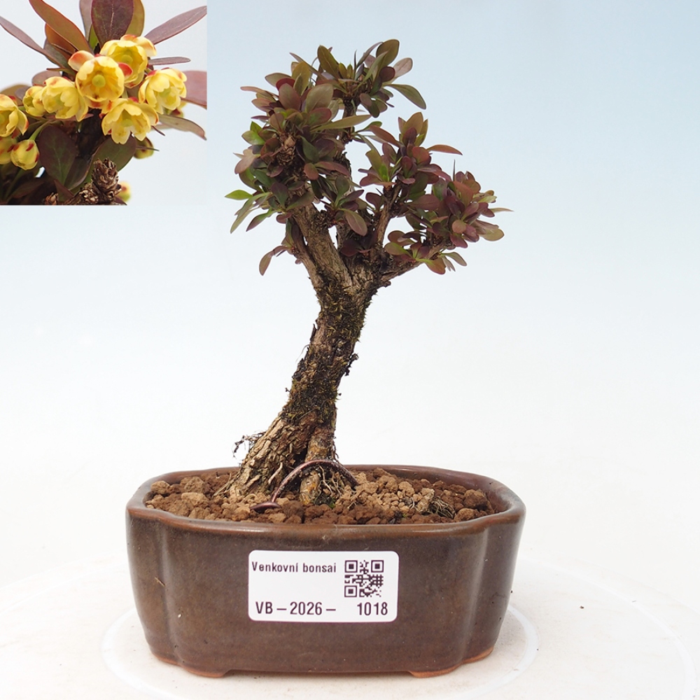 Venkovní bonsai - Berberis Thunbergii Bagatelle - Dřištál