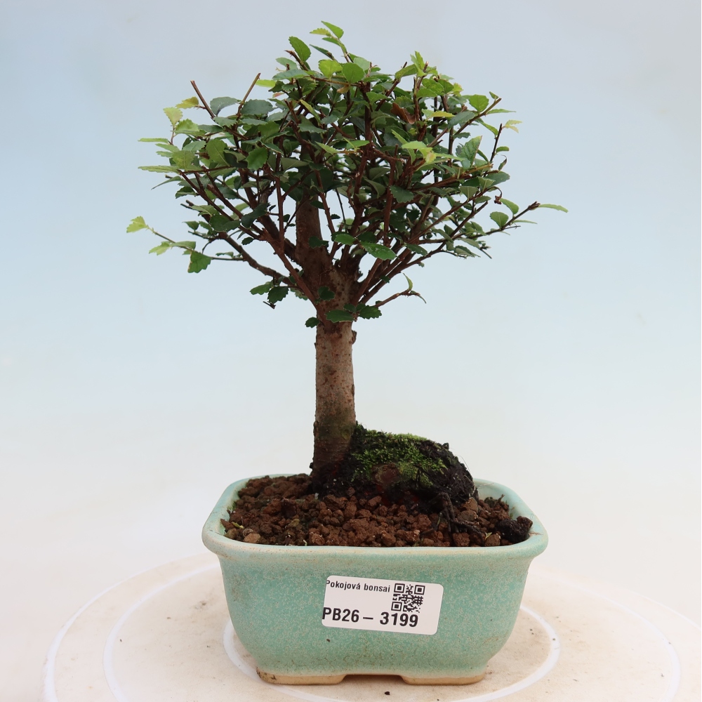 Pokojová bonsai - Ulmus parvifolia - Malolistý jilm