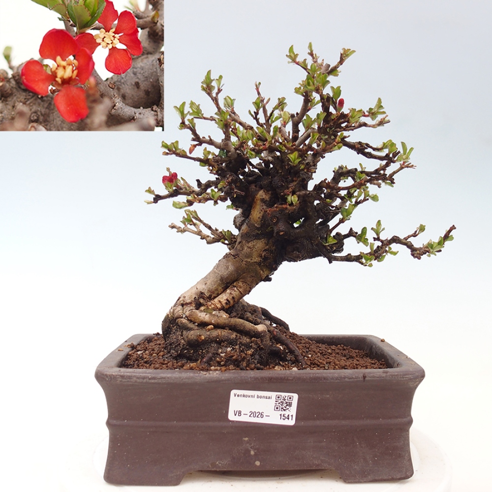 Venkovní  bonsai -  Chaneomeles speciosa - Kdoulovec ozdobný