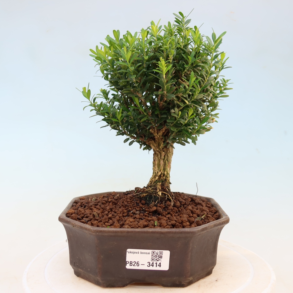 Pokojová bonsai - Buxus harlandii -korkový buxus