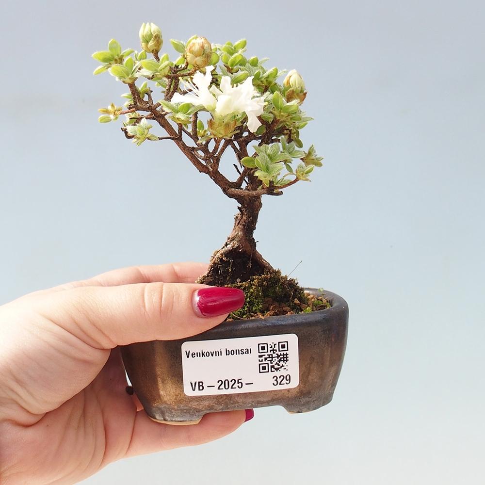 Venkovní bonsai - Rhododendron indicum - Japonská azalka
