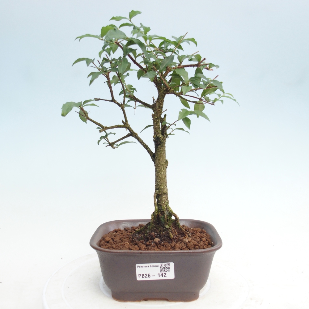 Pokojová bonsai - Malpighia coccigera- Barbdorská třešeň