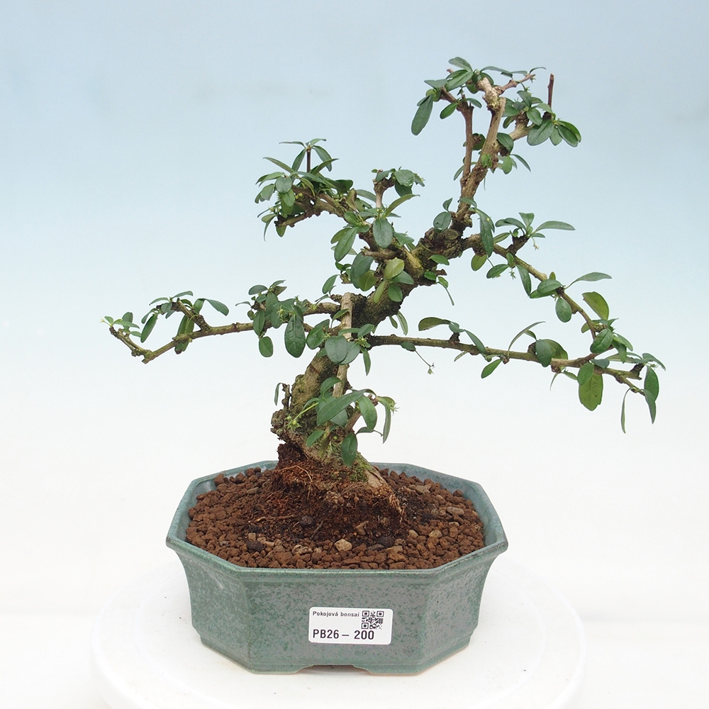 Pokojová bonsai - Carmona macrophylla - Čaj fuki