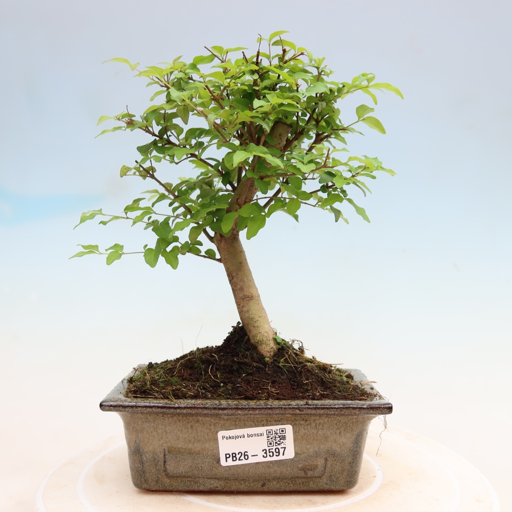 Pokojová bonsai -Ligustrum chinensis - Ptačí zob