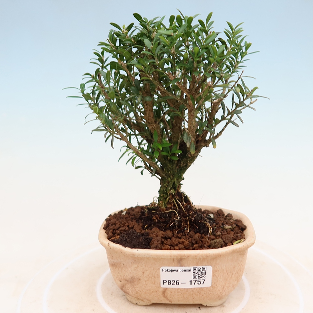 Pokojová bonsai - Buxus harlandii -korkový buxus