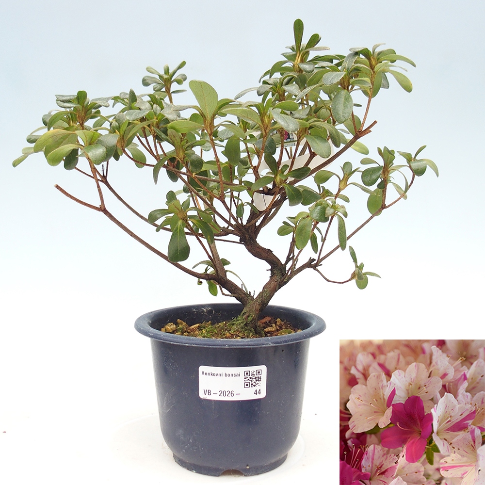 Venkovní bonsai - Japonská azalka - Azalea Kaminoyamakirin