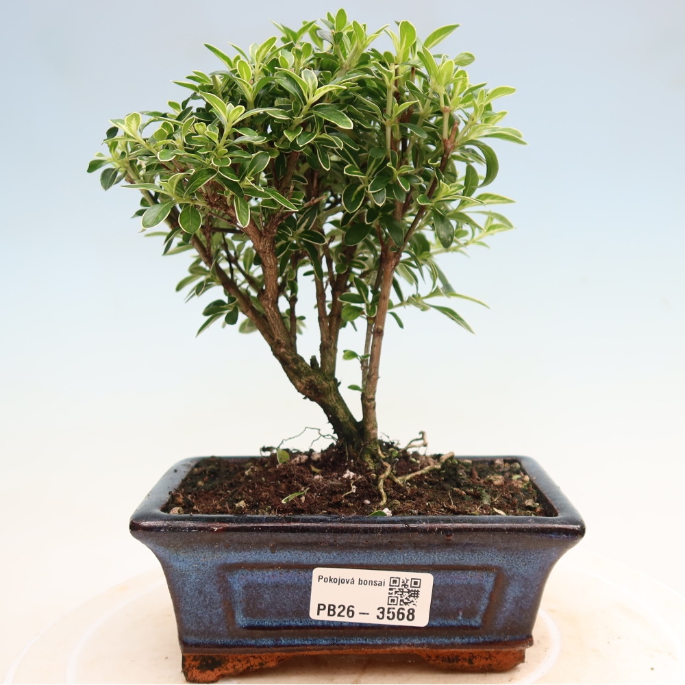 Pokojová bonsai - Serissa foetida Variegata - Strom tisíce hvězd