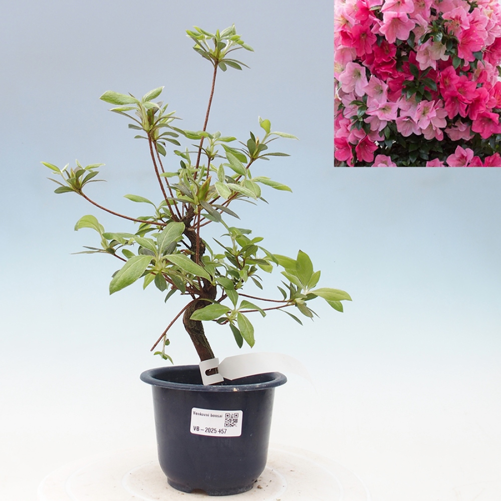 Venkovní bonsai - Japonská azalka - Azalea Saien