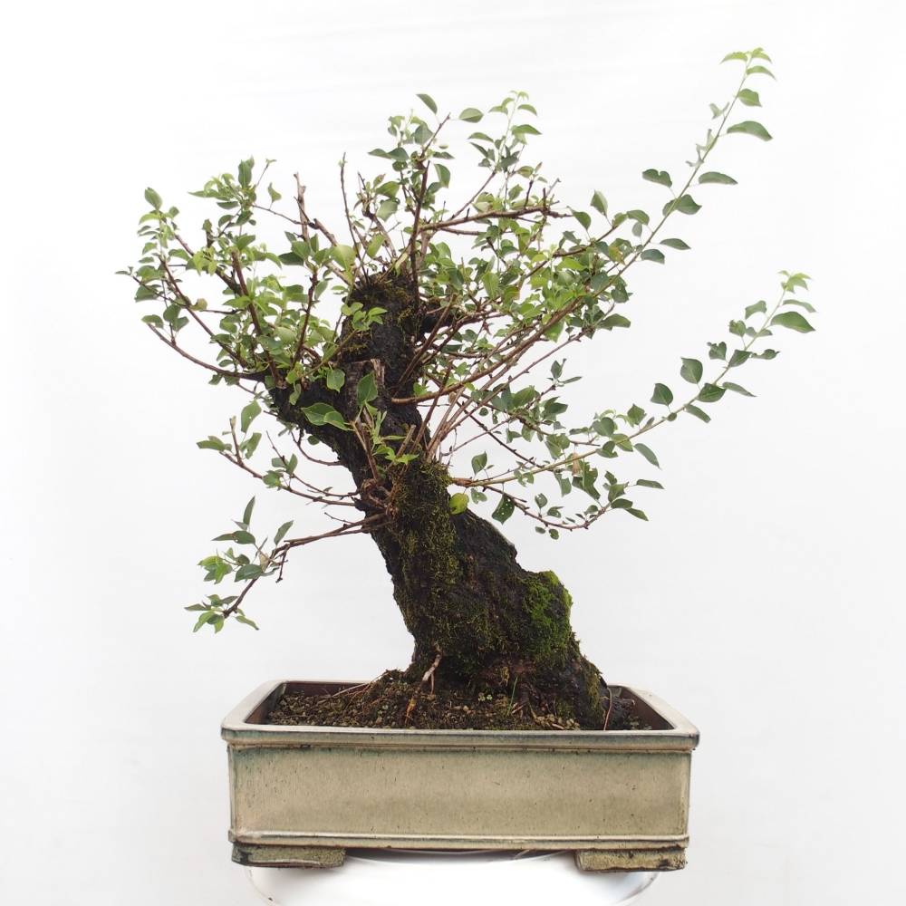 Venkovní bonsai - Mahalebka - Prunus mahaleb
