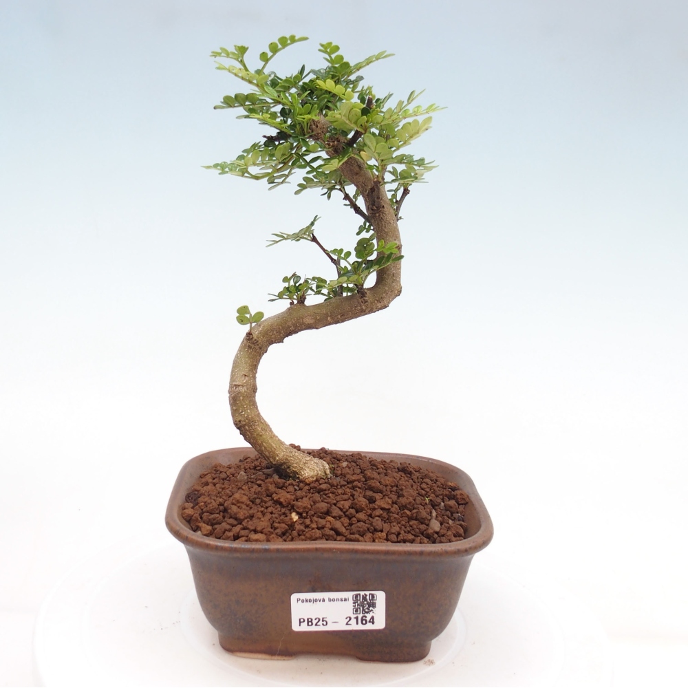 Pokojová bonsai -Ligustrum chinensis - Ptačí zob