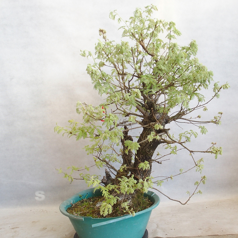 Venkovní bonsai Quercus Cerris - Dub Cer
