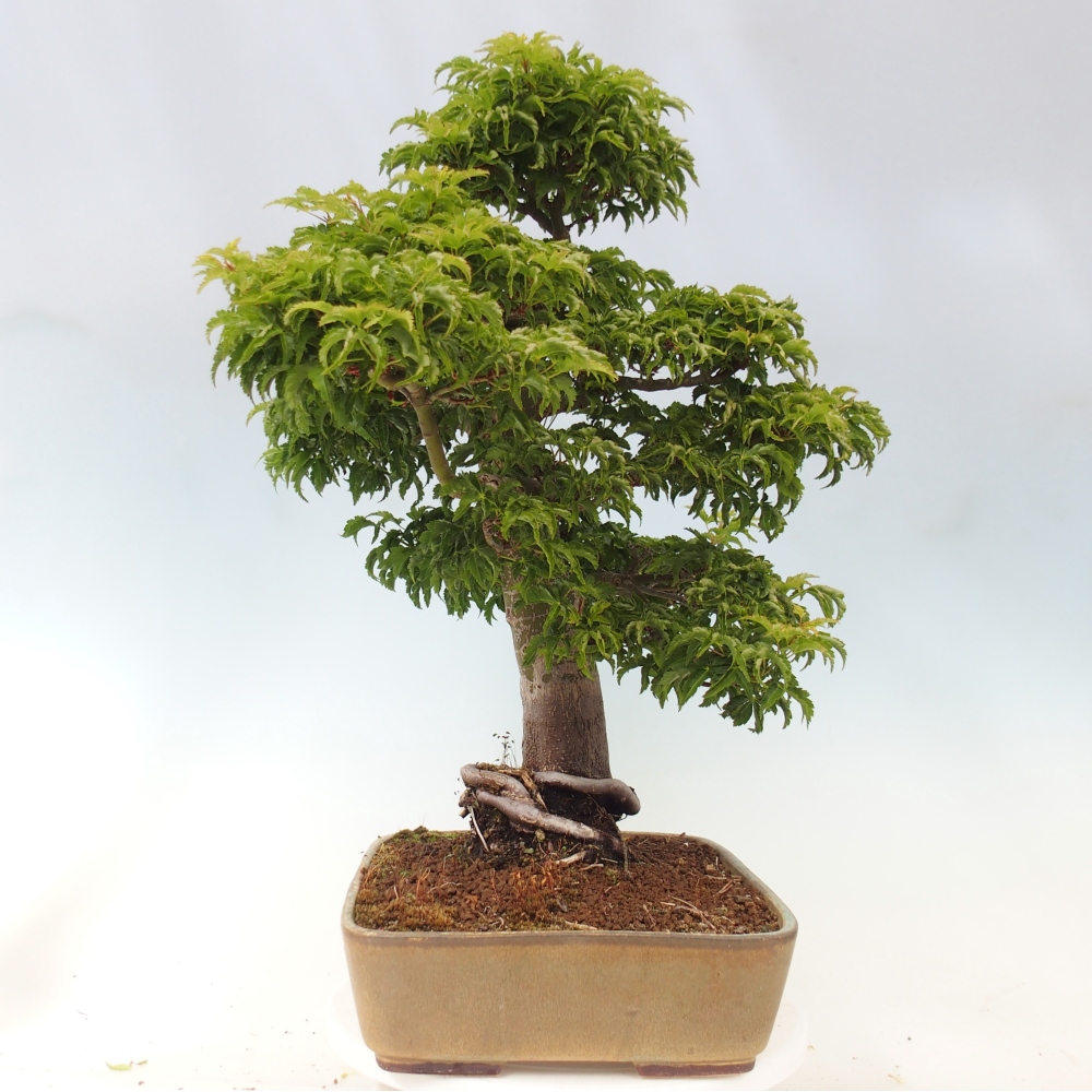 Venkovní bonsai -Javor dlanitolistý Acer palmatum Shishigashira