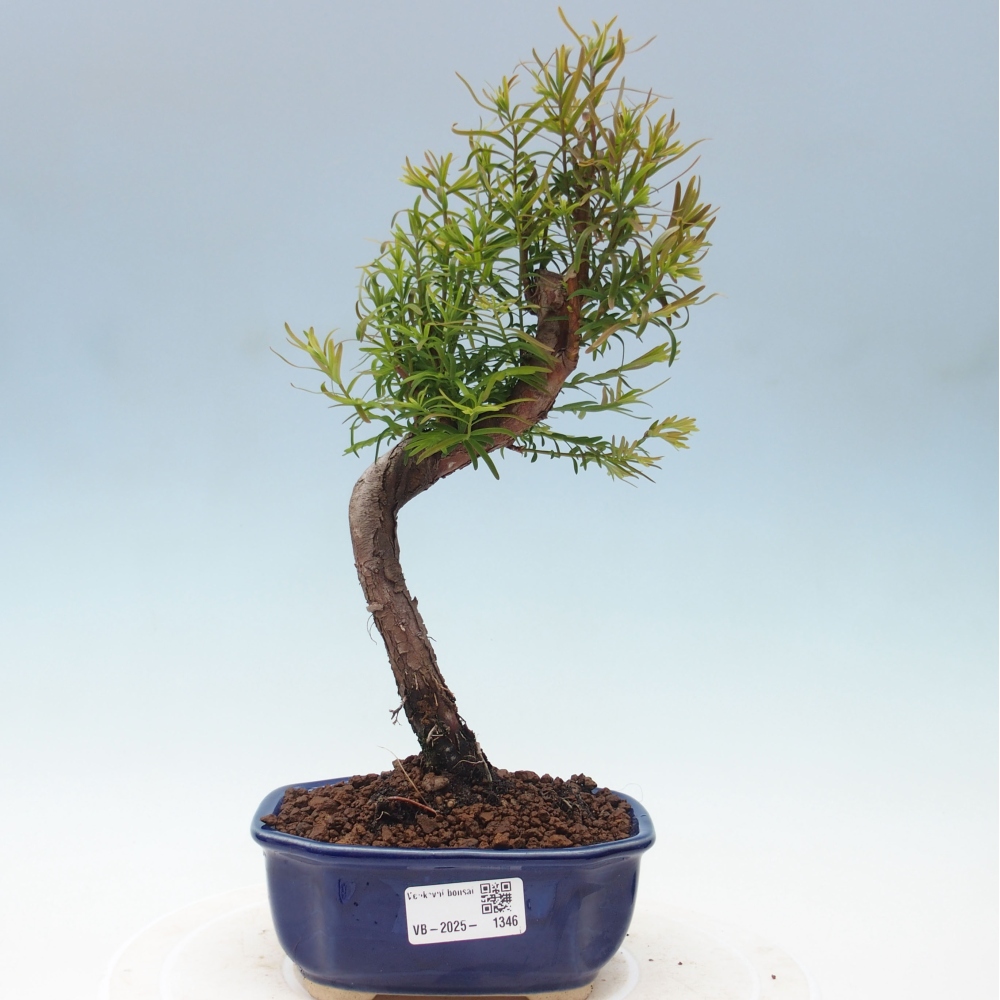 Venkovní bonsai - Metasequoia glyptostroboides - Metasekvoje čínská