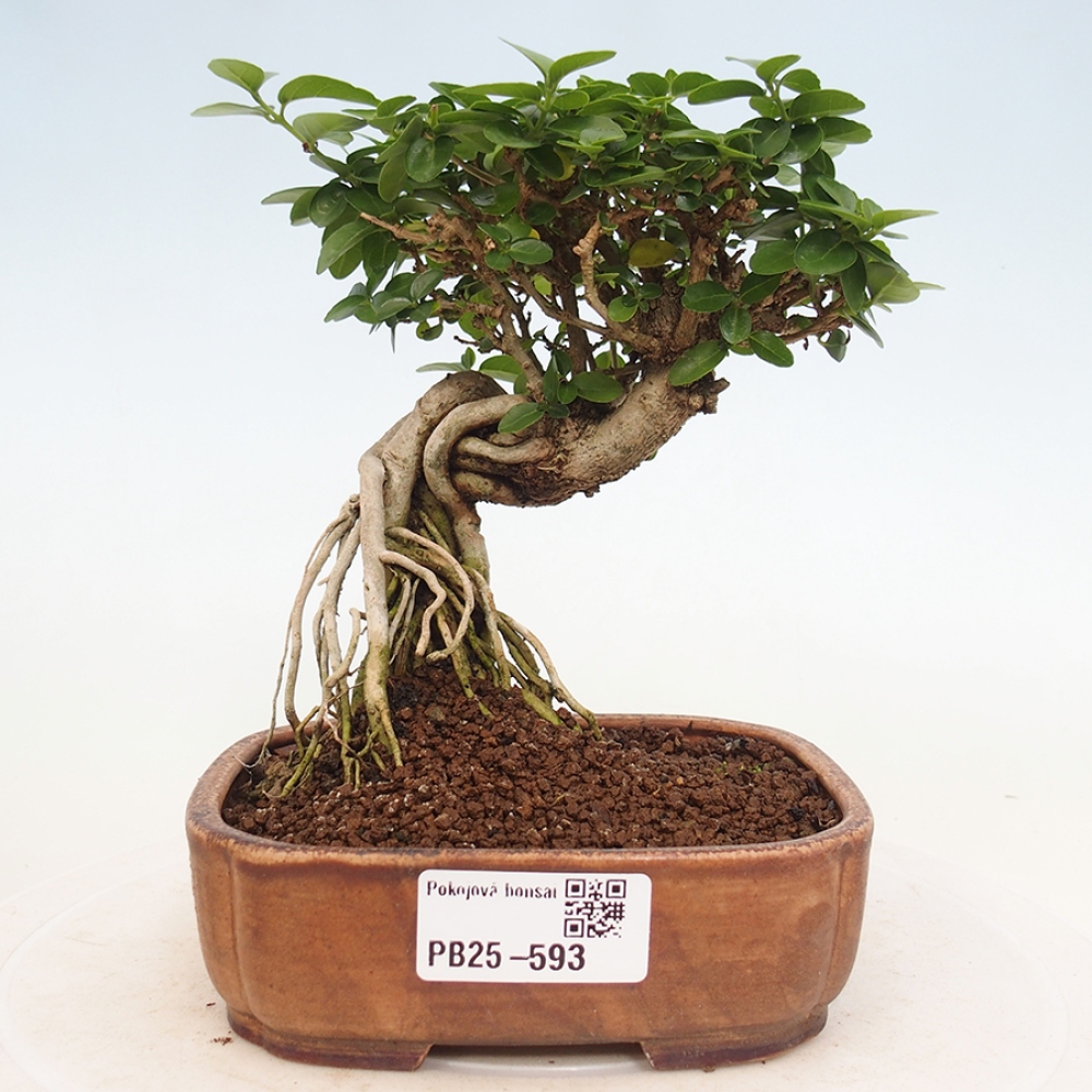 Pokojová bonsai - Premna serratifolia  - Kozlovoň malolistá