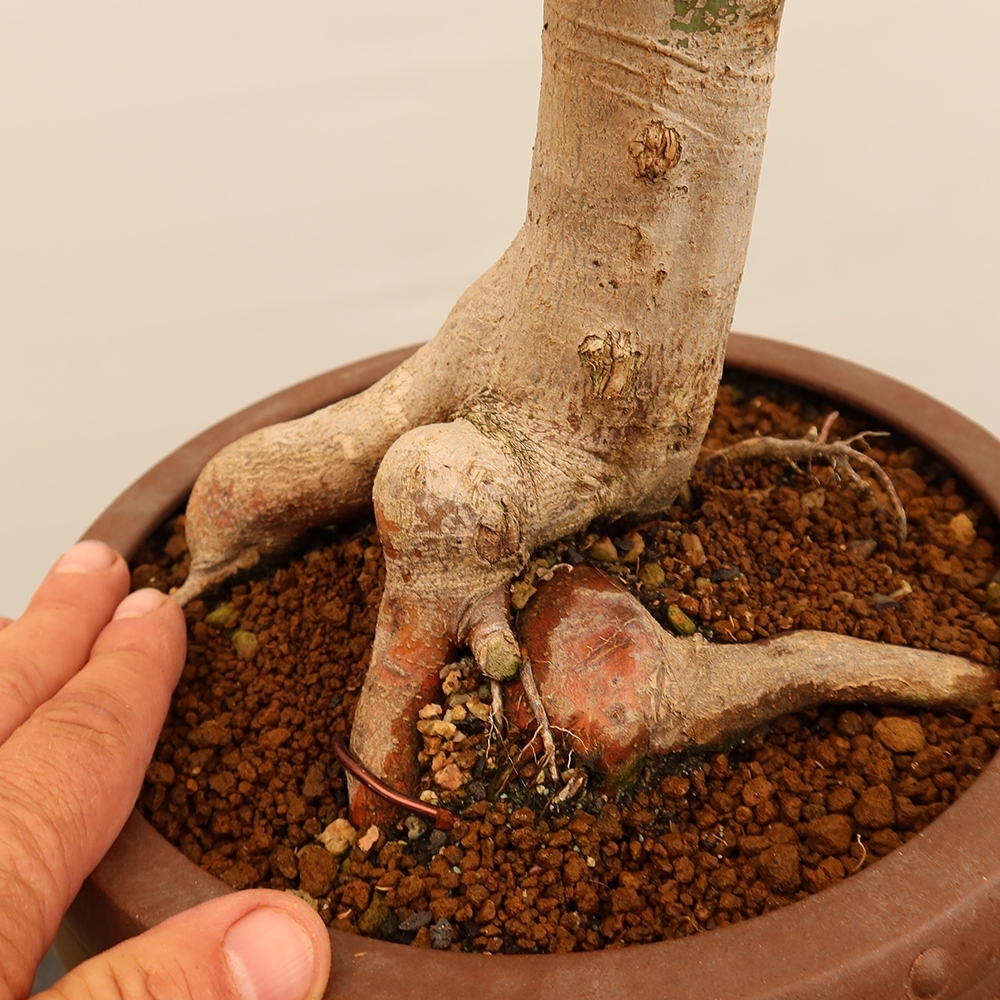 Venkovní bonsai - Javor palmatum  - Javor dlanitolistý