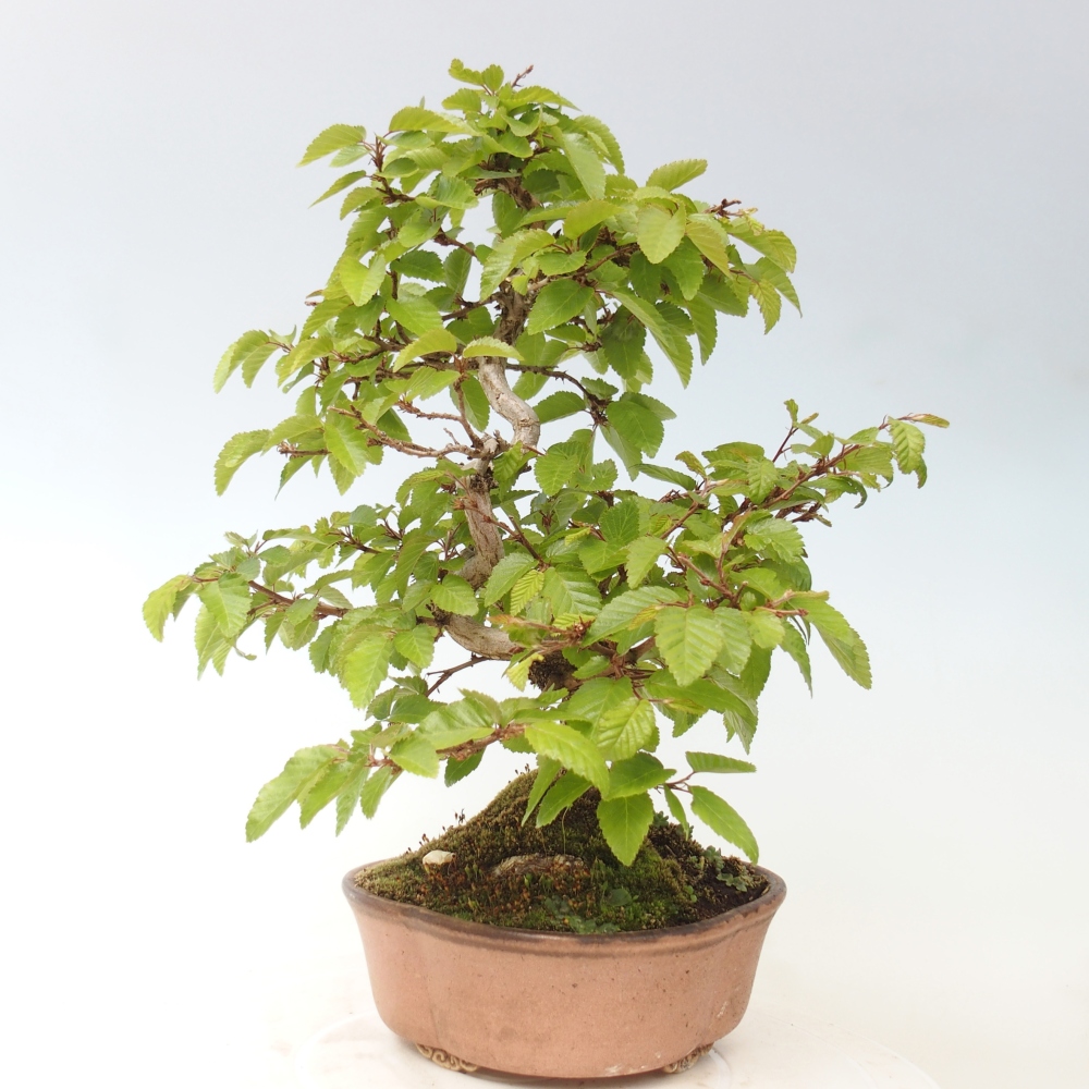 Venkovní bonsai -Carpinus CARPINOIDES - Habr korejský