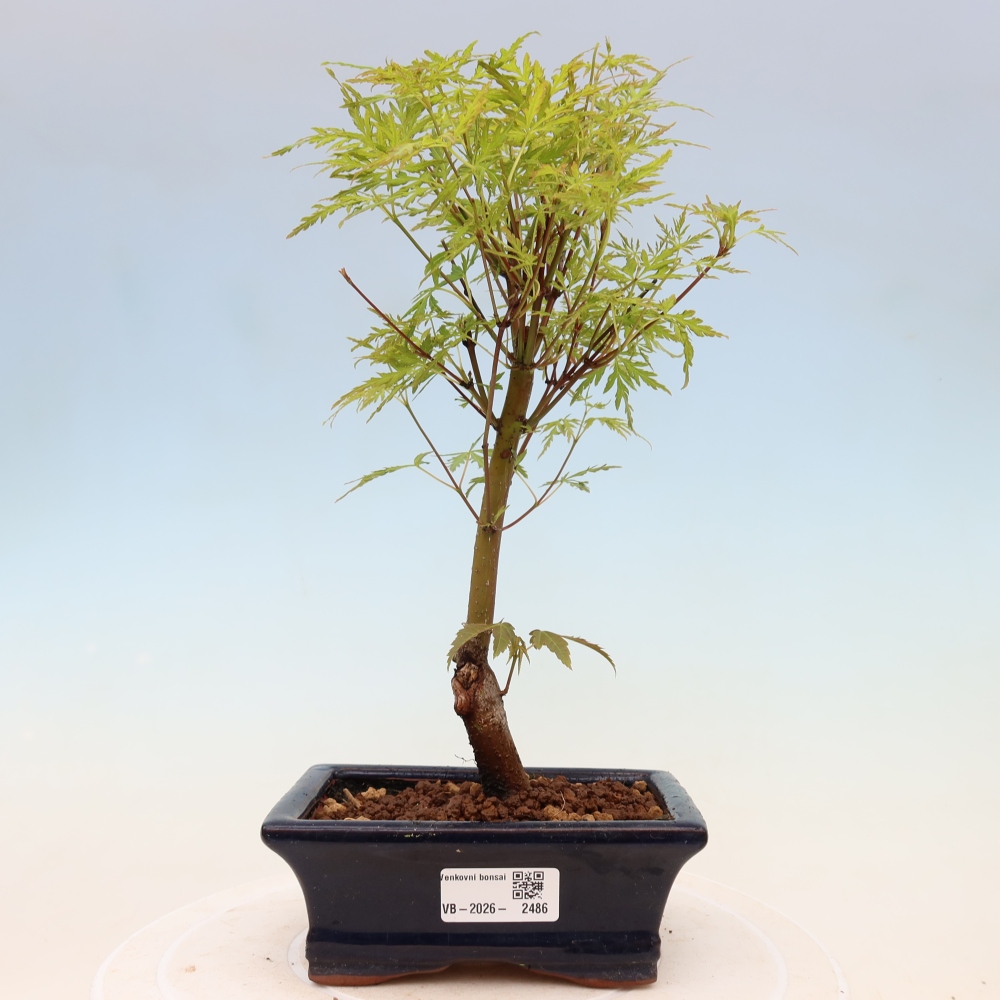Venkovní bonsai - Acer palmatum Dissectum - Javor dlanitolistý 