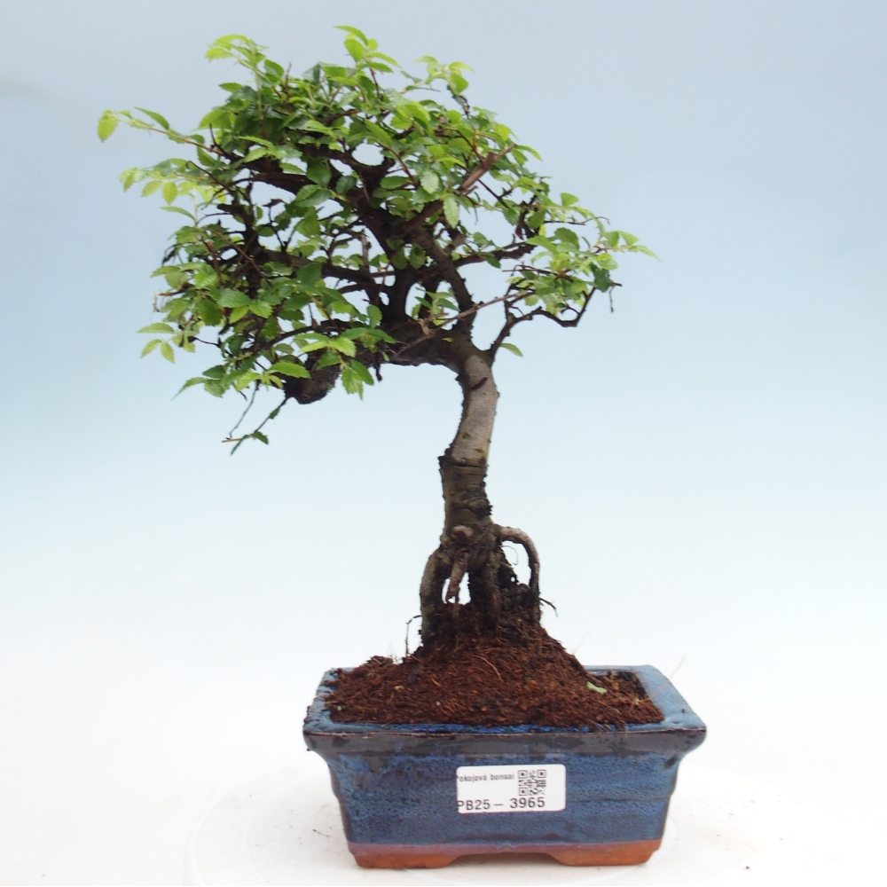 Pokojová bonsai - Ulmus parvifolia - Malolistý jilm