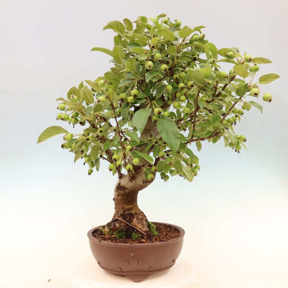 Venkovní bonsai -Malus halliana - Maloplodá jabloň