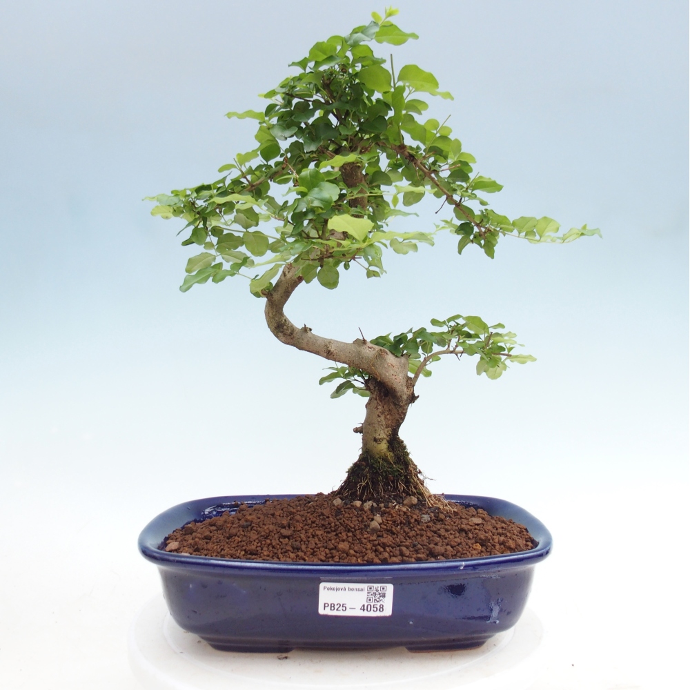 Pokojová bonsai -Ligustrum chinensis - Ptačí zob