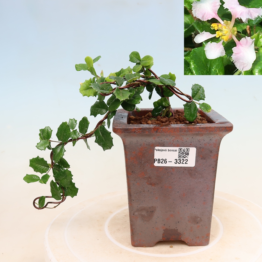 Pokojová bonsai - Malpígie barbadoská třešeň - Malpighia coccigera