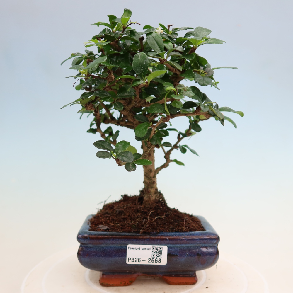 Pokojová bonsai - Carmona macrophylla - Čaj fuki