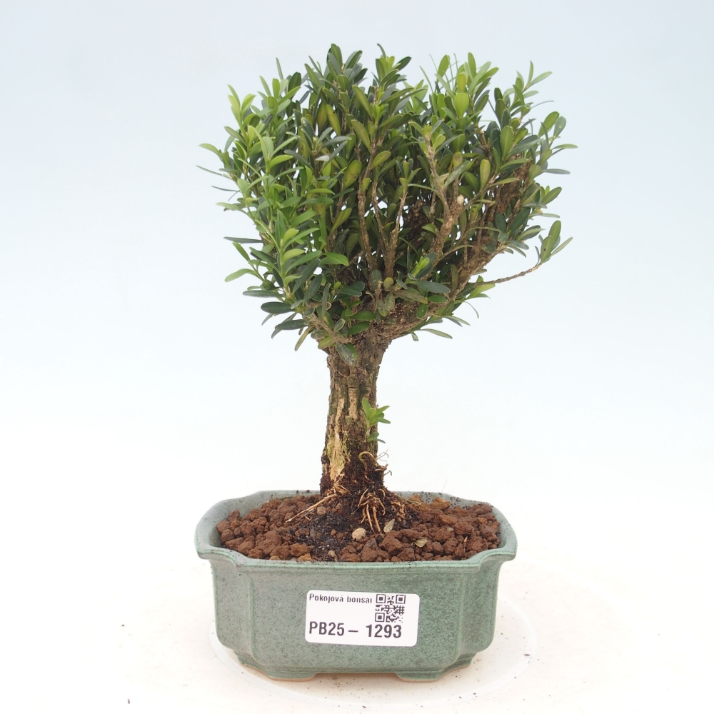 Pokojová bonsai - Buxus harlandii - korkový buxus