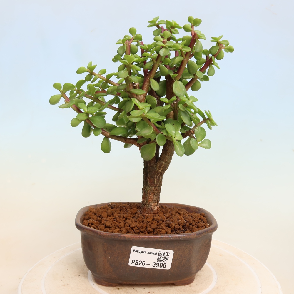 Pokojová bonsai - Portulakaria Afra - Tlustice