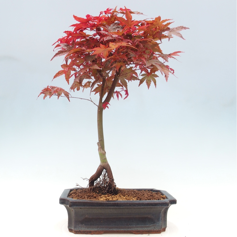 Venkovní bonsai - Javor dlanitolistý - Acer palmatum DESHOJO