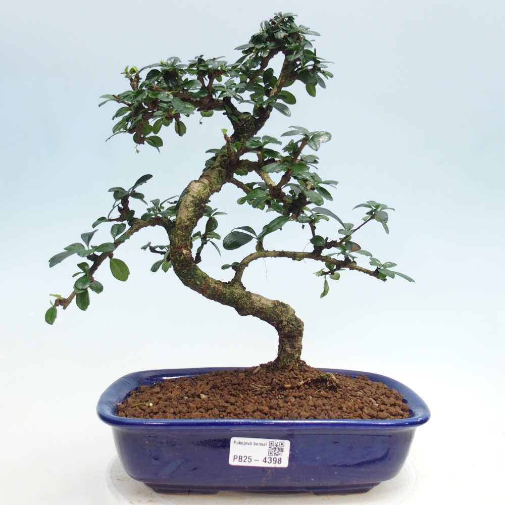 Pokojová bonsai - Carmona macrophylla - Čaj fuki