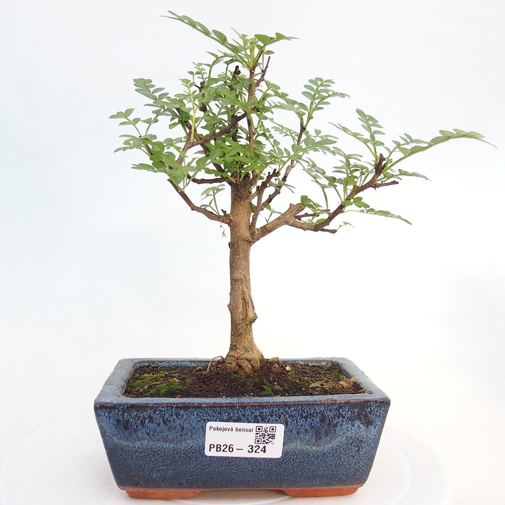 Pokojová bonsai - Zantoxylum piperitum - pepřovník