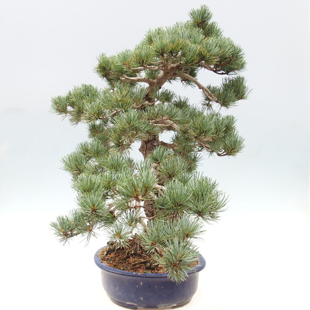 Venkovní bonsai - Pinus parviflora - Borovice drobnokvětá