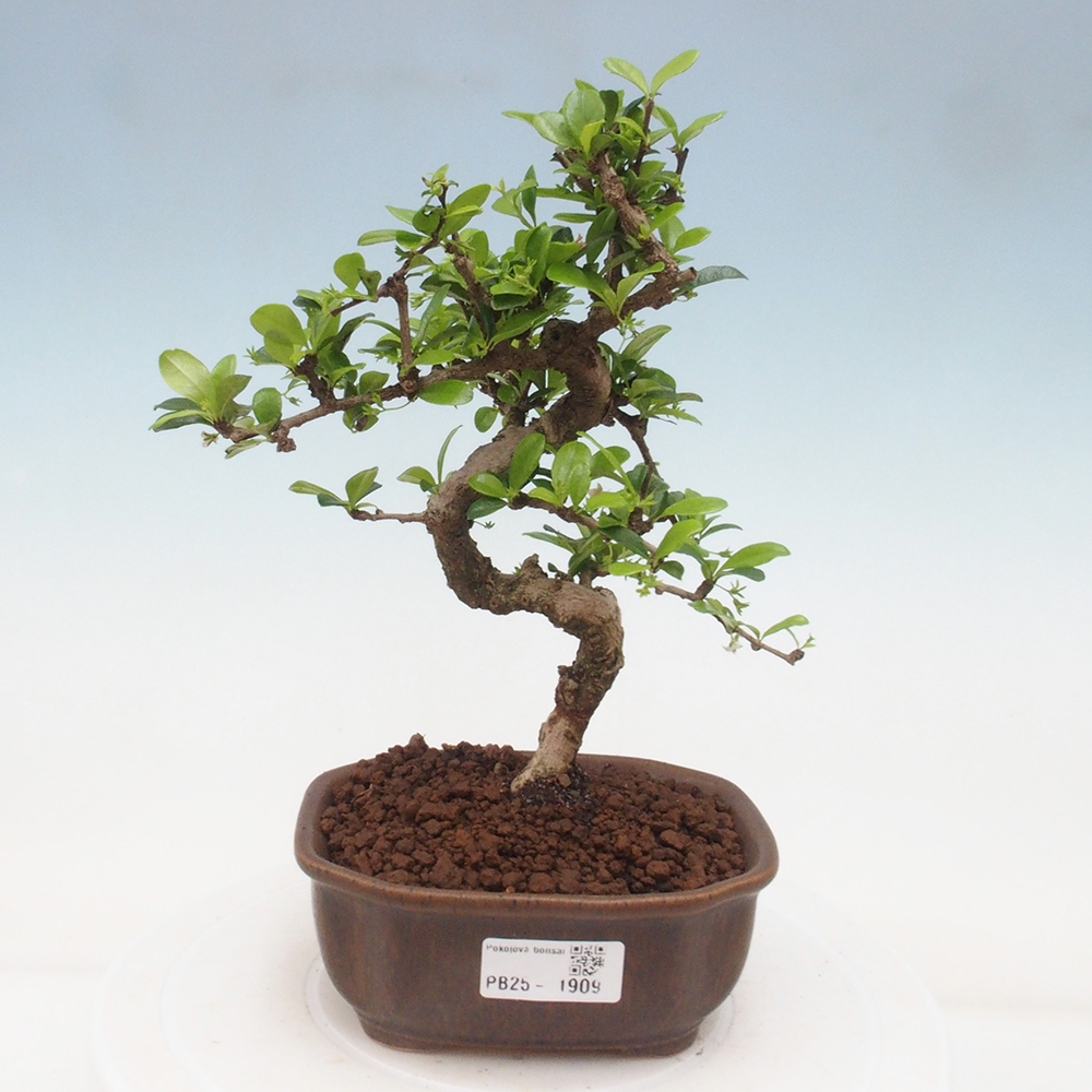 Pokojová bonsai - Carmona macrophylla - Čaj fuki