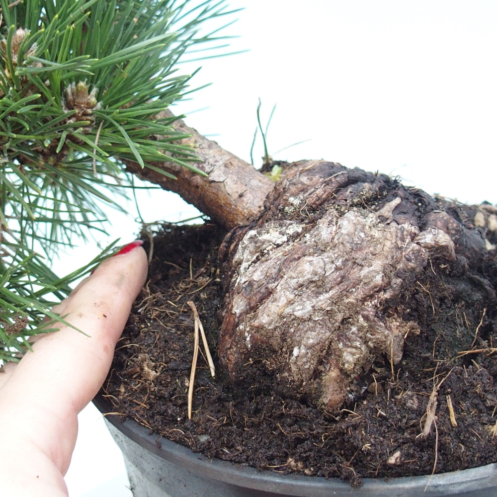 Venkovní bonsai - Pinus thunbergii senjyumaru - Borovice thunbergova