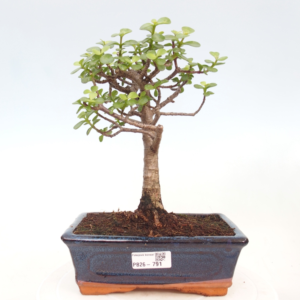 Pokojová bonsai - Portulakaria Afra - Tlustice