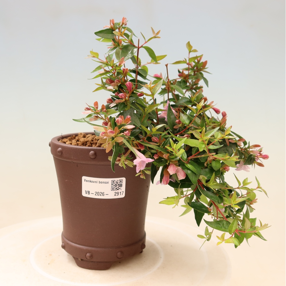 Venkovní bonsai - Abelia Edward Goucher - Abélie velkokvětá