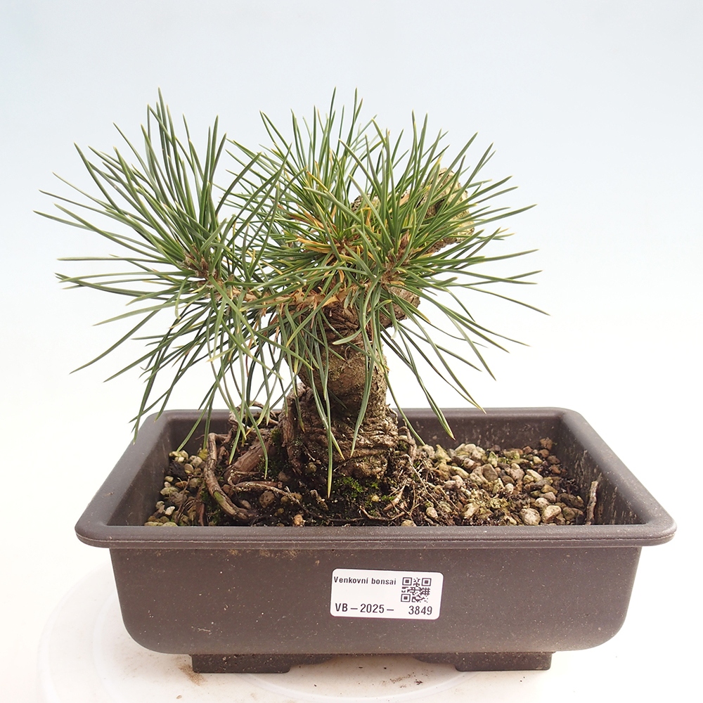 Venkovní bonsai - Pinus thunbergii - Borovice thunbergova