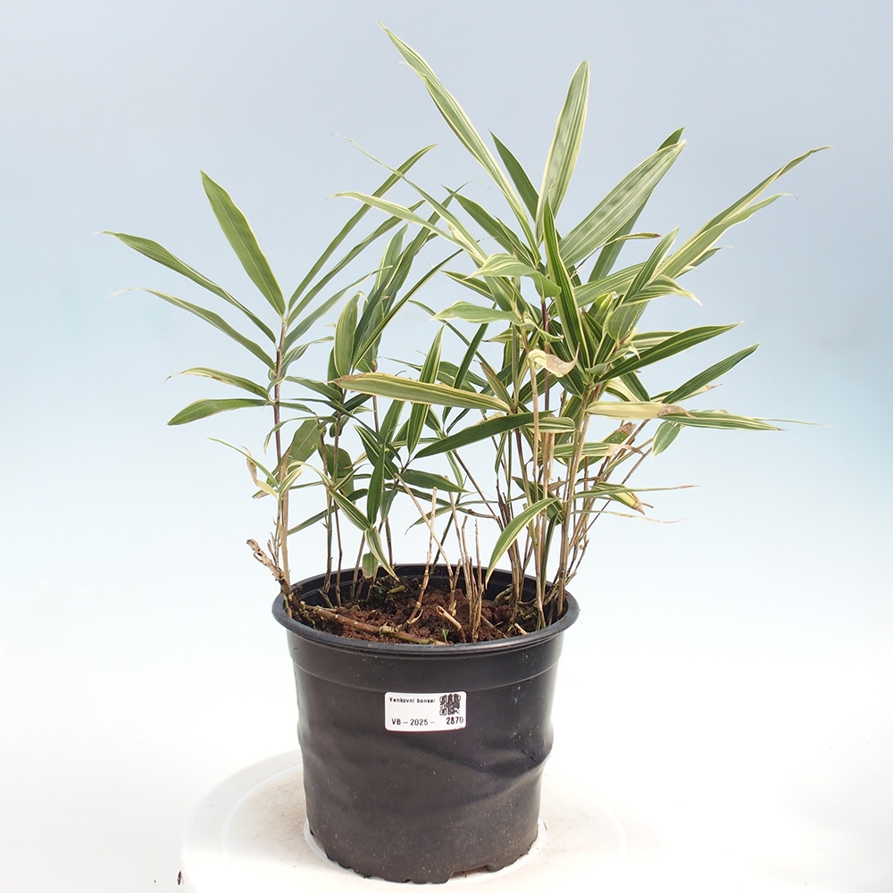 Venkovní bonsai - Sasaella masamuneana Albostriata - Bambus panašovaný
